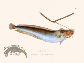 037 Five Bearded Cod